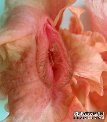 最美的女性生殖器图片 11种花样形态美到暴！-1
