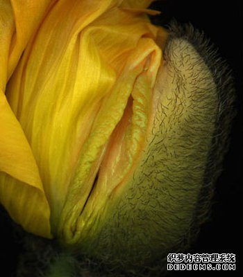 最美的女性生殖器图片 11种花样形态美到暴！-8